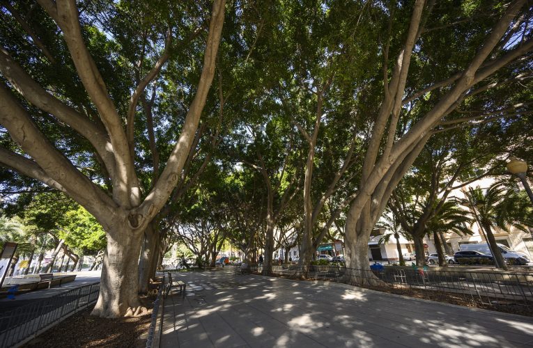El Ayuntamiento de Almería impulsa la elaboración del Plan Director del Arbolado Urbano